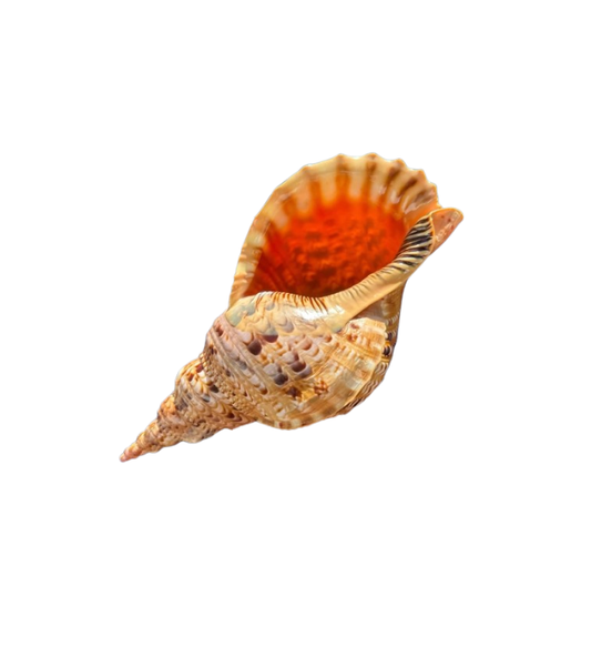 Giant Natural Triton’s Trumpet Seashell (Charonia tritonis)