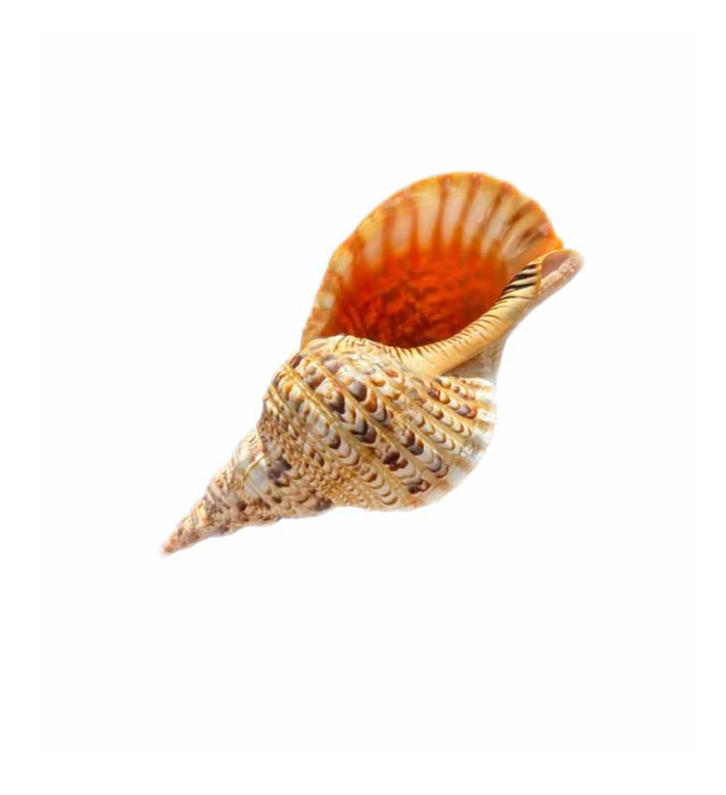 Extra Large Natural Triton’s Trumpet Seashell (Charonia tritonis)