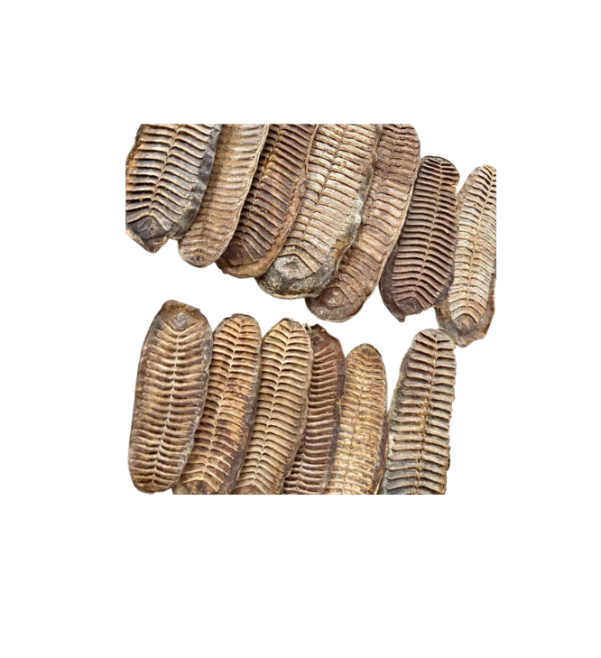 Wealth & Money Attraction Fish Amulet/Charm