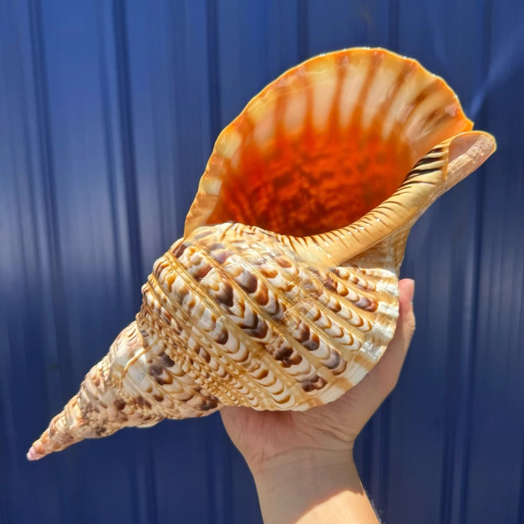 Extra Large Natural Triton’s Trumpet Seashell (Charonia tritonis)