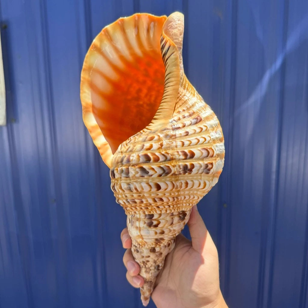 Extra Large Natural Triton’s Trumpet Seashell (Charonia tritonis)