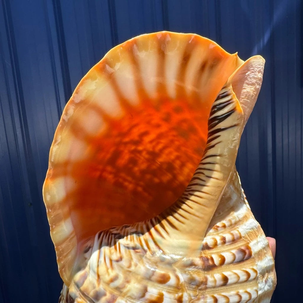 Extra Large Natural Triton’s Trumpet Seashell (Charonia tritonis)