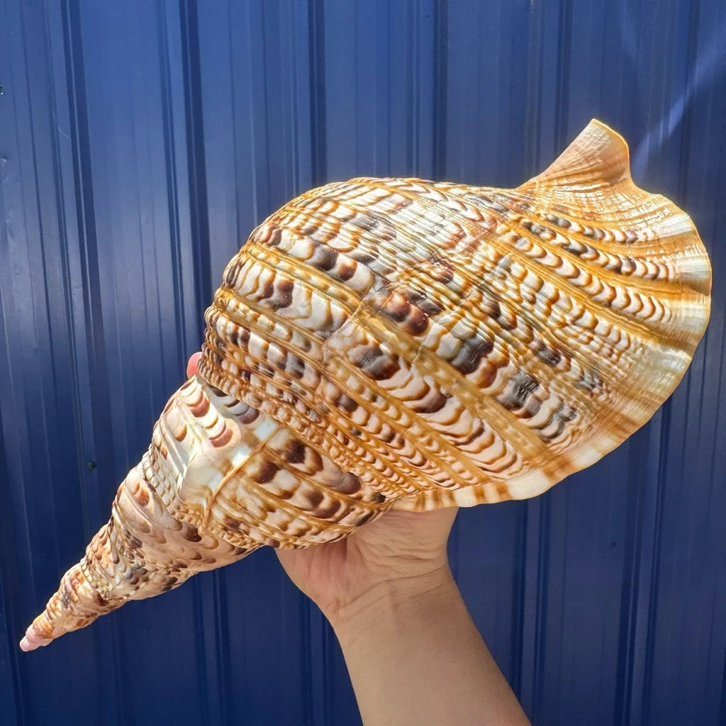 Extra Large Natural Triton’s Trumpet Seashell (Charonia tritonis)