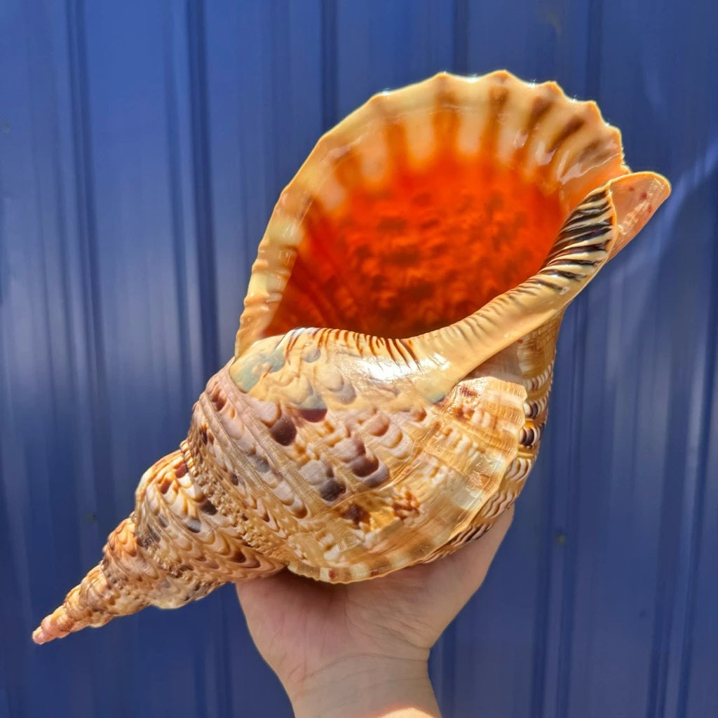 Giant Natural Triton’s Trumpet Seashell (Charonia tritonis)