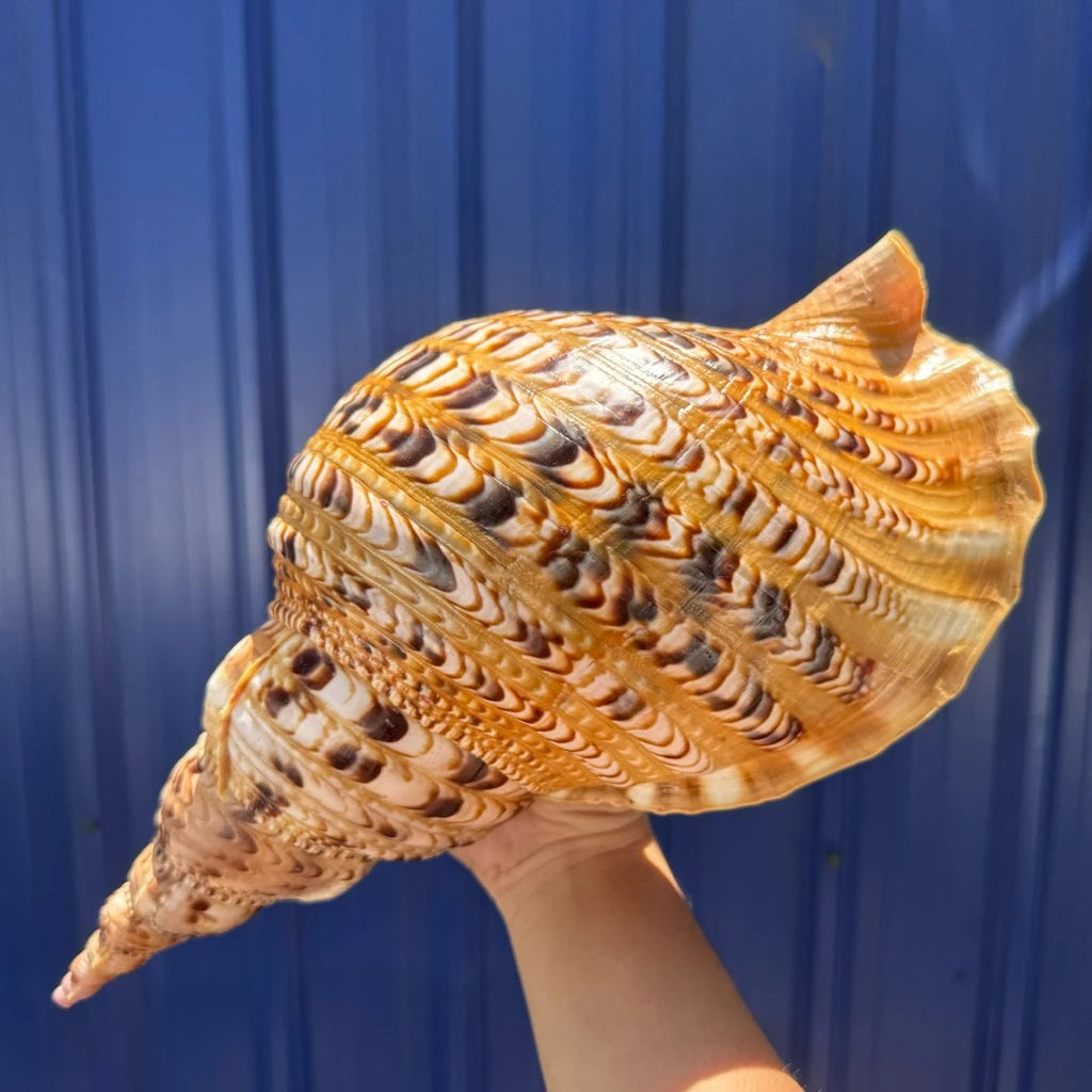 Giant Natural Triton’s Trumpet Seashell (Charonia tritonis)