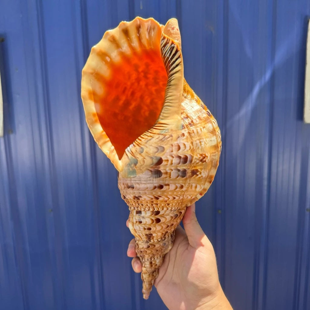 Giant Natural Triton’s Trumpet Seashell (Charonia tritonis)