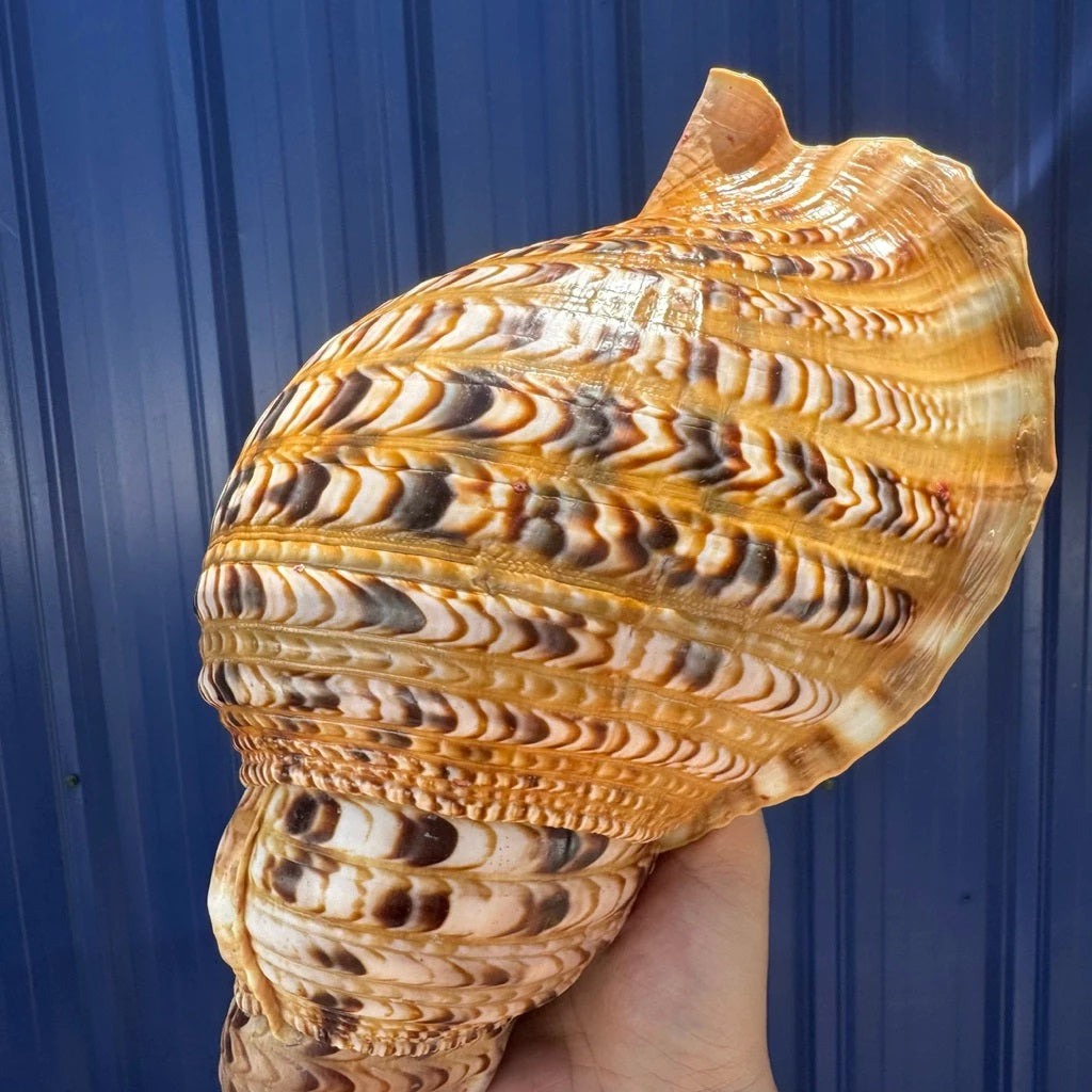 Giant Natural Triton’s Trumpet Seashell (Charonia tritonis)