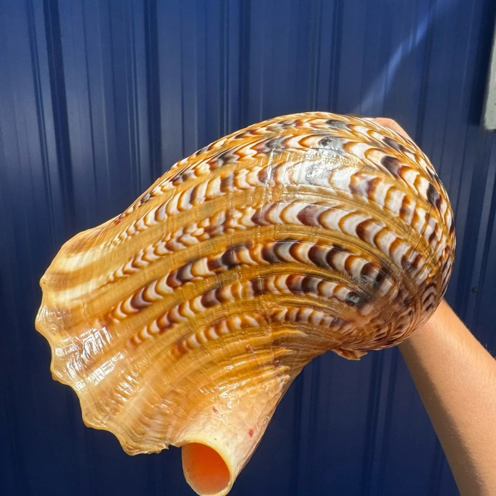 Giant Natural Triton’s Trumpet Seashell (Charonia tritonis)