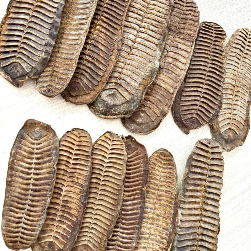 Wealth & Money Attraction Fish Amulet/Charm