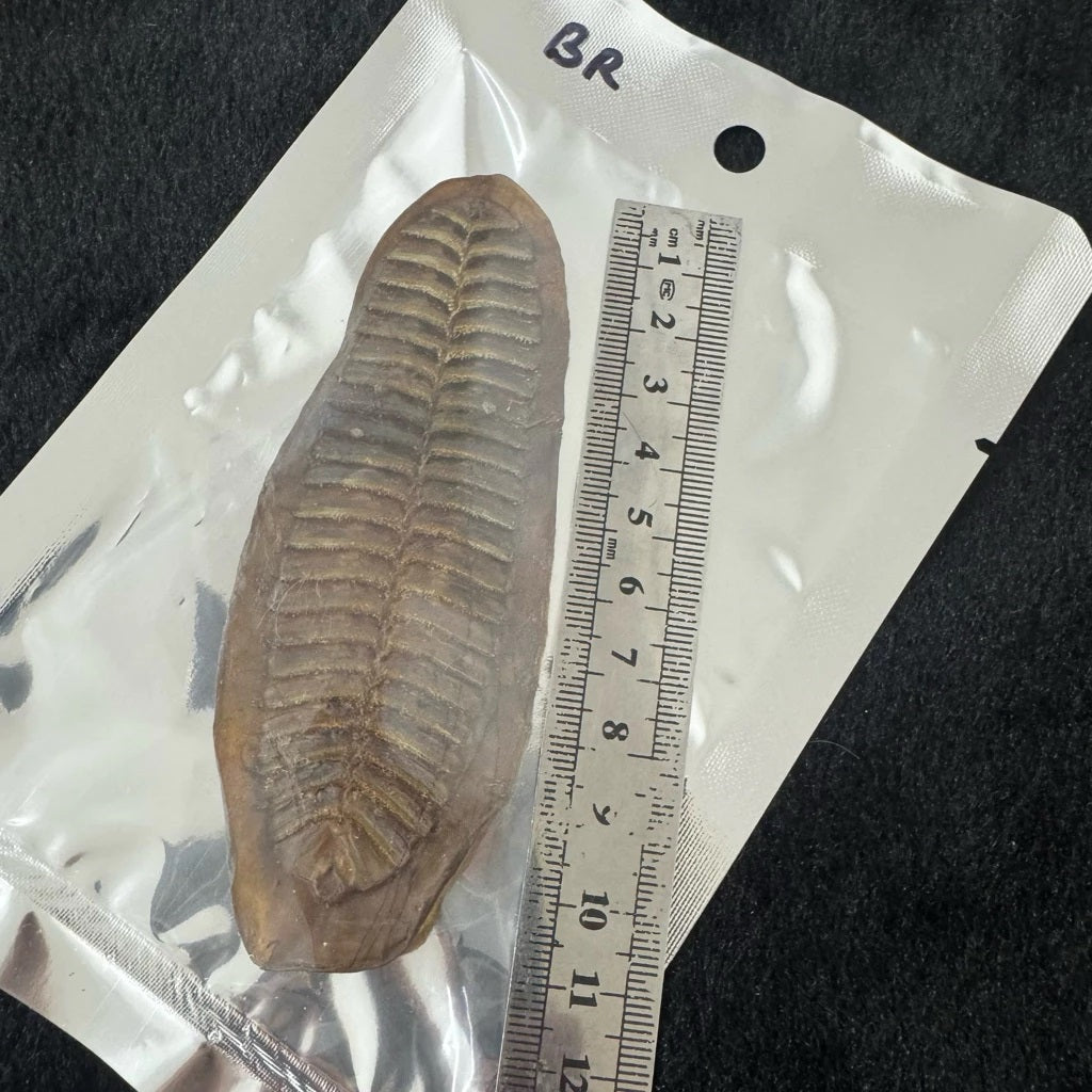 Wealth & Money Attraction Fish Amulet/Charm